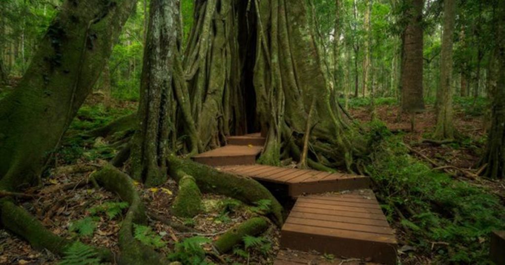 Bunya mountains